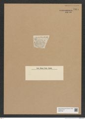 Diatomeae indet. Zeichnungen Sammlung Grunow Nr. 7997 (NHMW-BOT-W0377291)